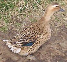 Rouen duck httpsuploadwikimediaorgwikipediacommonsthu