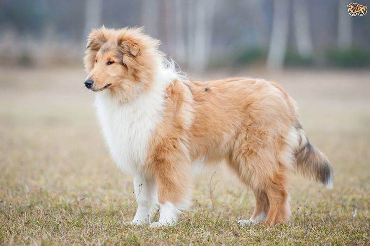 Rough Collie Rough Collie Dog Breed Information Facts Photos Care Pets4Homes