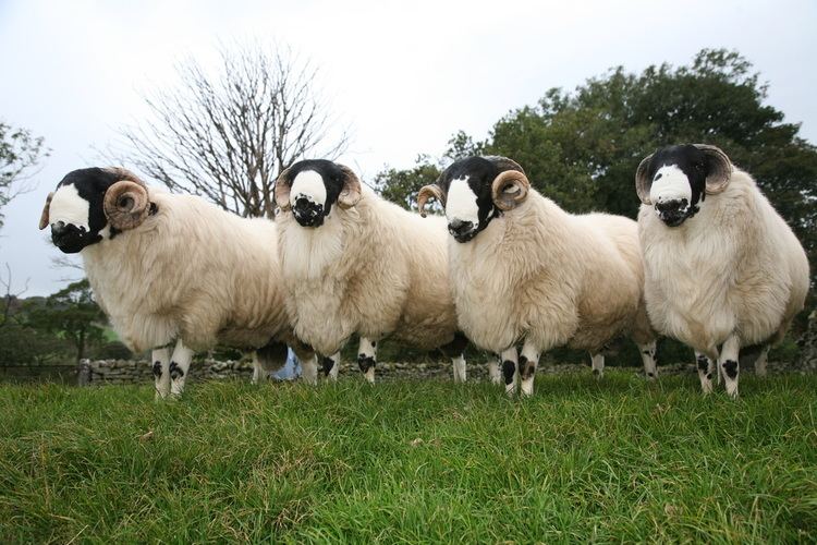 Rough Fell RFSBA Rough Fell Sheep Breeders39 Association