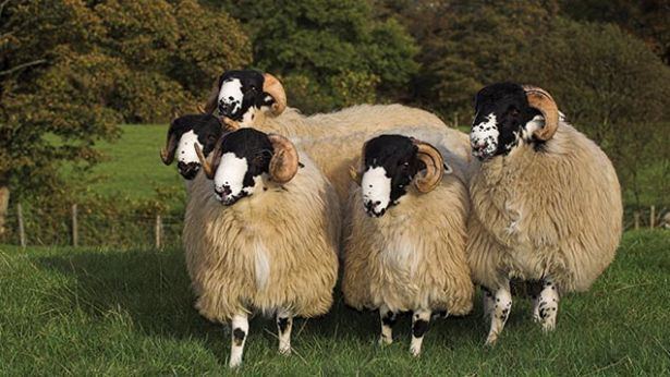 Rough Fell Rough Fell sheep offer fast lamb finishing Farmers Weekly