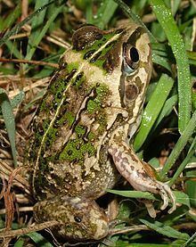 Rough frog httpsuploadwikimediaorgwikipediacommonsthu
