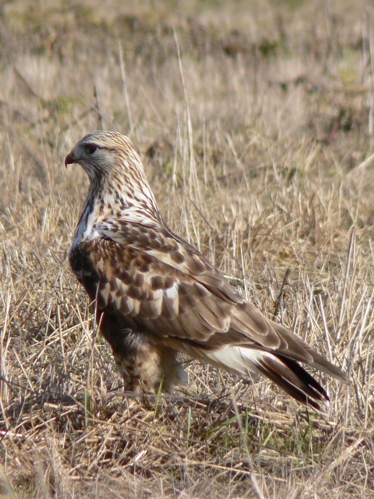 Rough-legged buzzard httpsuploadwikimediaorgwikipediacommonsee