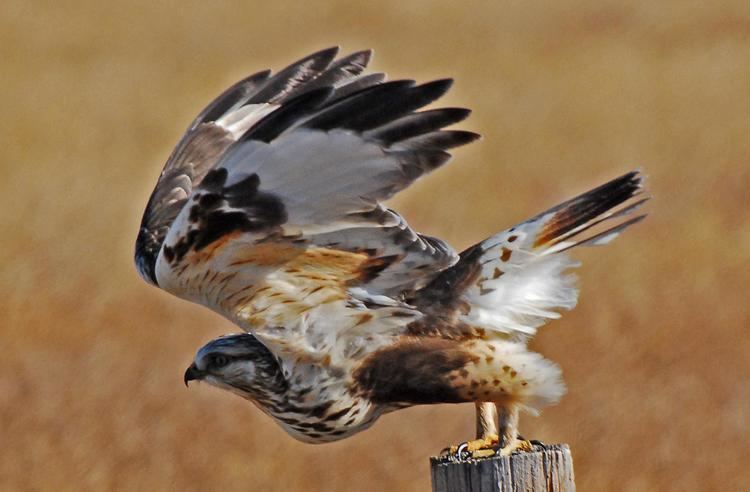 Rough-legged buzzard Roughlegged Buzzard Buteo lagopus Roughlegged hawk found the