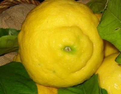 Rough lemon Rough Lemon Rootstock Characteristics Citrus x Jambhiri Lush