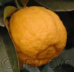 Rough lemon wwwcitrusvarietyucreduimagesFloridaroughlemon