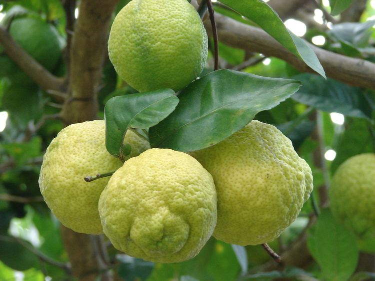 Lemon - Wikipedia