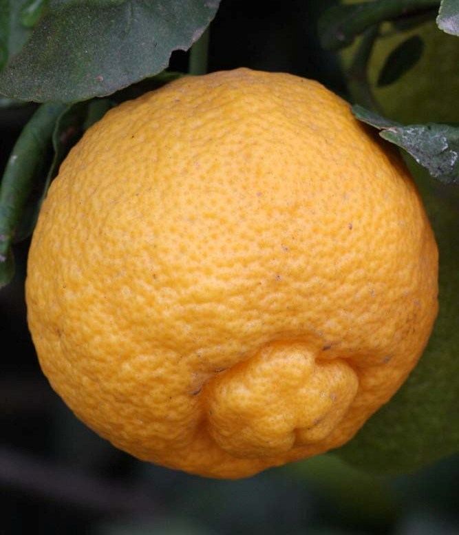 Rough lemon roughlemon
