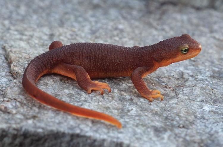 Rough-skinned newt CalPhotos Taricha granulosa Roughskinned Newt