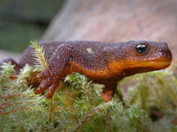 Rough-skinned newt Rough Skinned Newt Facts Habitat DietToxicity Pictures