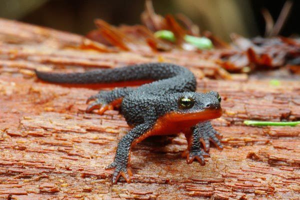 Rough-skinned newt Wild Herps Roughskinned Newt Taricha granulosa