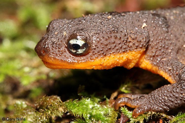 Rough-skinned newt wwwcaliforniaherpscomsalamandersimagestgranul