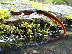 Rough-skinned newt Roughskinned newt Wikipedia