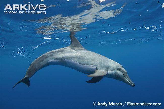 Rough-toothed dolphin Roughtoothed dolphin photo Steno bredanensis G131196 ARKive