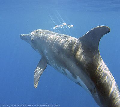 Rough-toothed dolphin marinebioorguploadStenobredanensis9jpg