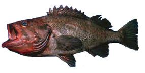 Rougheye rockfish rockfish