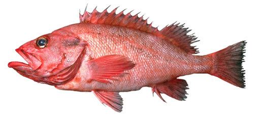 Rougheye rockfish rockfish