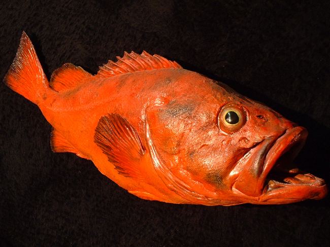 Rougheye rockfish Rougheye Rockfish 90cm Bilz Rockfish