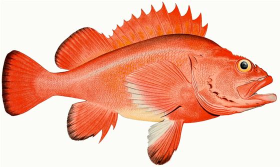 Rougheye rockfish Rockfish