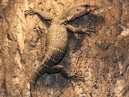 Roughneck monitor lizard Black Roughneck Monitor for Sale Reptiles for Sale