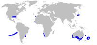 Roughskin dogfish httpsuploadwikimediaorgwikipediacommonsthu
