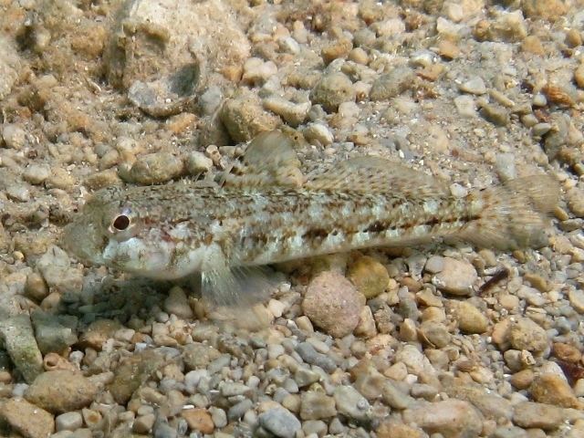 Roule's goby