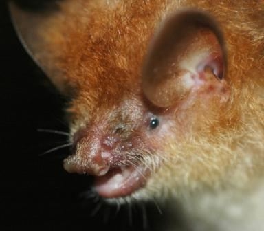 Round-eared tube-nosed bat wwwplanetmammiferesorgPhotosVolantsVespertM