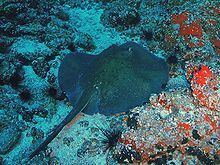 Round fantail stingray httpsuploadwikimediaorgwikipediacommonsthu