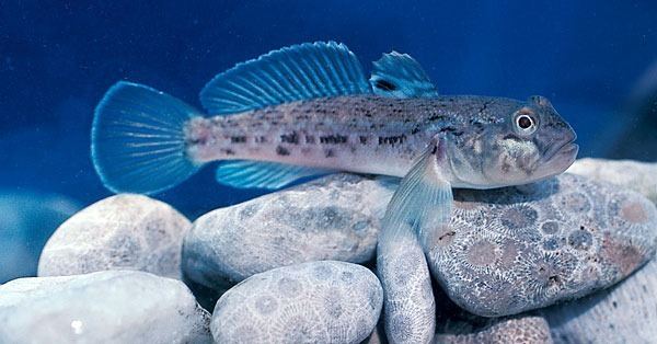 Round goby Ecological Impacts Of Invasive Round Goby Neogobius melanostomus