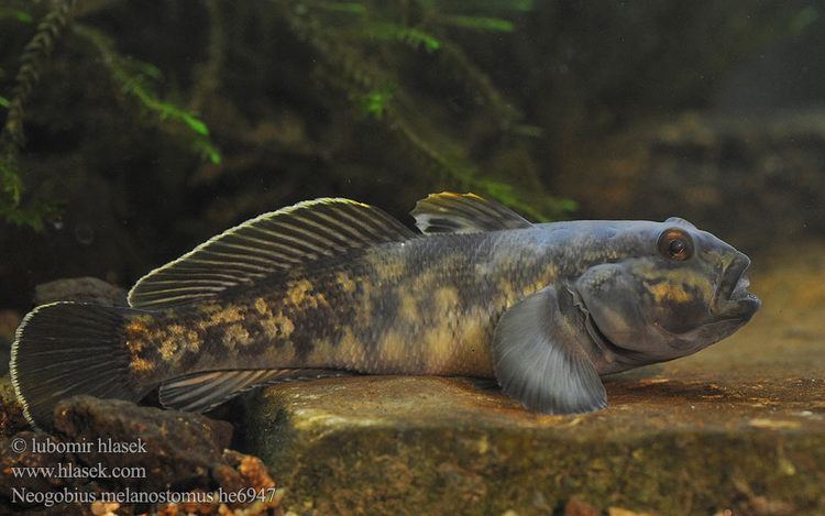 Round goby wwwhlasekcomfotoneogobiusmelanostomushe6947jpg