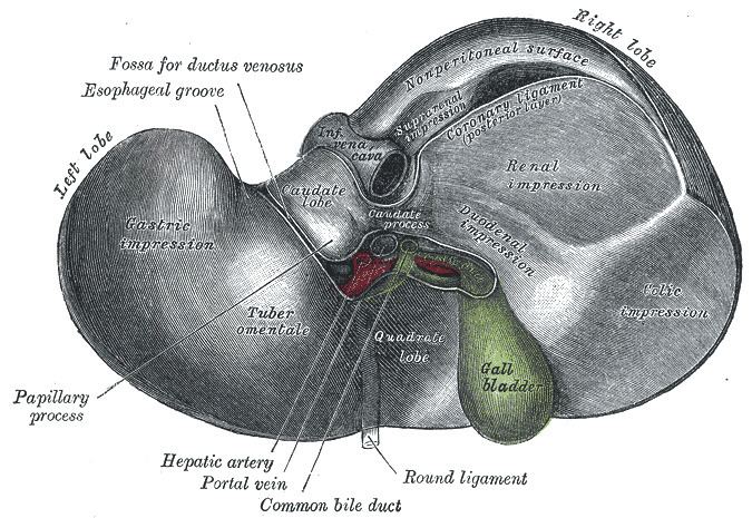 Round ligament of liver