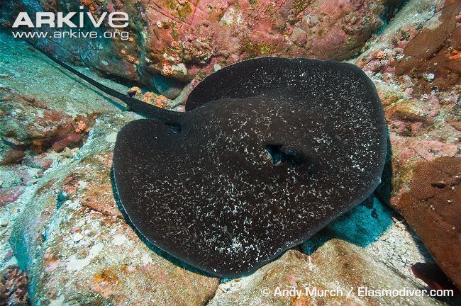 Round ribbontail ray Round ribbontail ray videos photos and facts Taeniurops meyeni