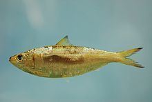 Round sardinella httpsuploadwikimediaorgwikipediacommonsthu