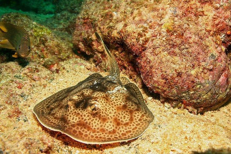 Round stingray httpsuploadwikimediaorgwikipediacommonsthu