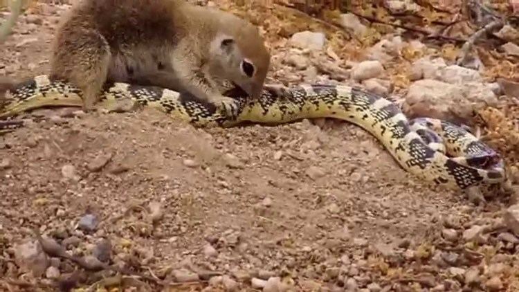 Round-tailed ground squirrel Roundtailed ground squirrel kills and eats longnosed snake YouTube