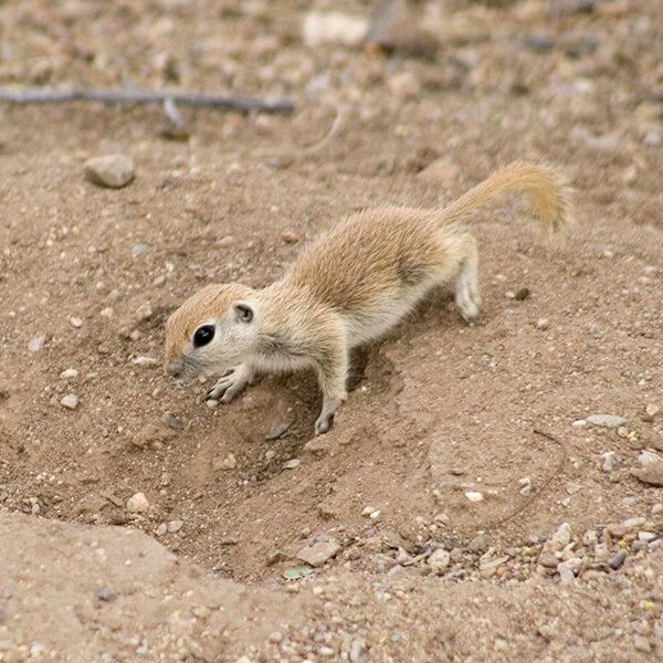 Round-tailed ground squirrel Nevada Department of Wildlife