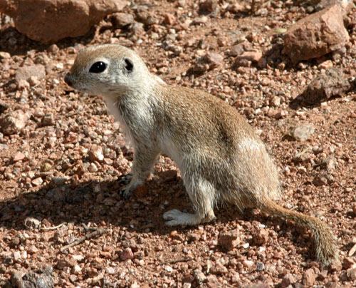 Round-tailed ground squirrel RoundTailed Ground Squirrel RoundTailed Ground Squirrel Flickr