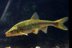 Roundtail chub News Release Fisheries Experts Reclassify Three Native Fish Species
