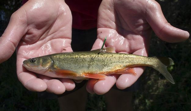 Roundtail chub Roundtail Chub Pinedale Online News Wyoming