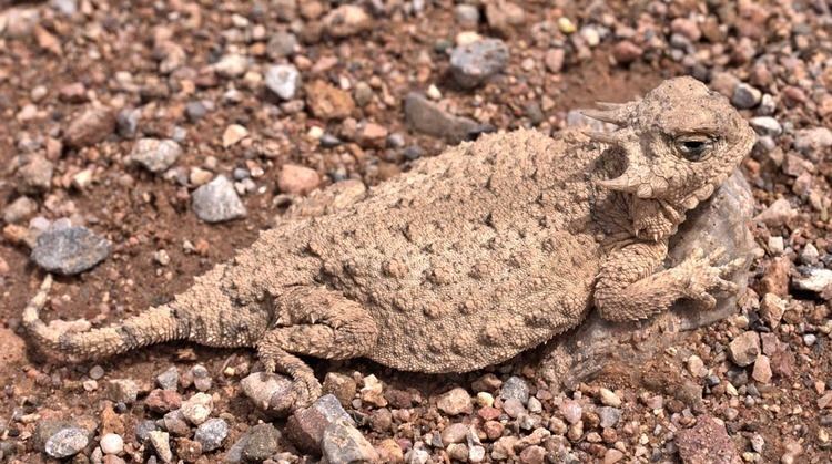 Roundtail horned lizard Roundtailed Horned Lizard Tucson Herpetological Society