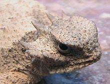 Roundtail horned lizard httpsuploadwikimediaorgwikipediacommonsthu