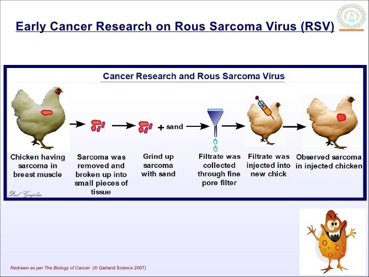 Rous sarcoma virus Biology TuteLaGe Rous Sarcoma Virus