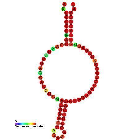Rous sarcoma virus (RSV) primer binding site (PBS)