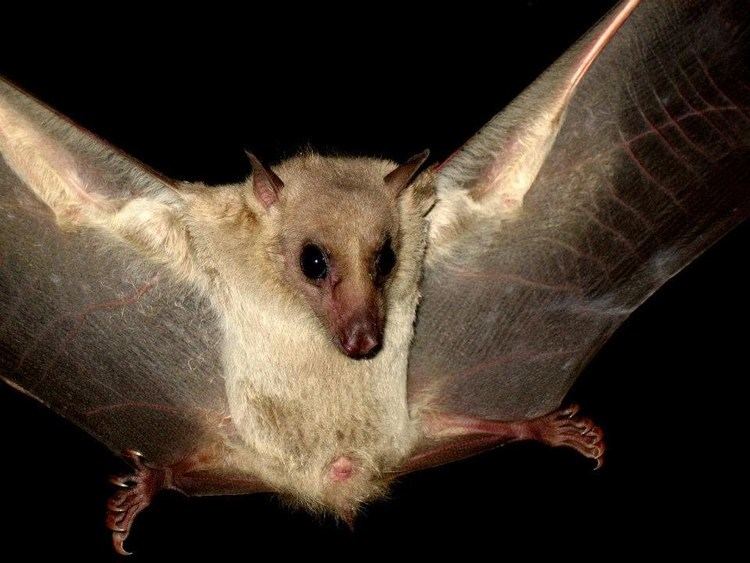 Rousettus Egyptian fruit bat Rousettus aegyptiacus Geoffroy 1810
