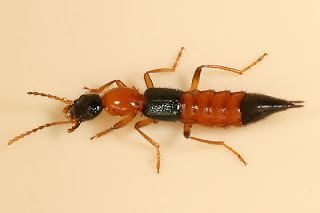 Rove beetle DOCFILES Paederus Dermatitis Rove Beetle Dermatitis Pictures
