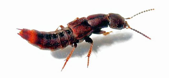 Rove beetle Rove Beetle