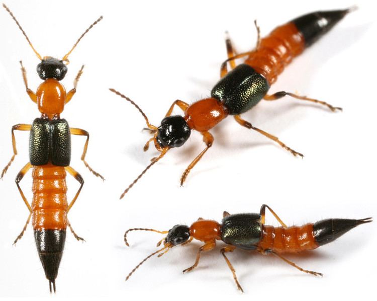 Rove beetle Watch out for the poisonous rove beetle called Yakedomushi could