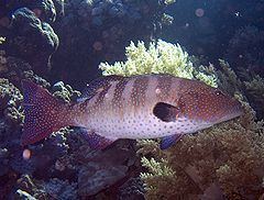 Roving coralgrouper httpsuploadwikimediaorgwikipediacommonsthu