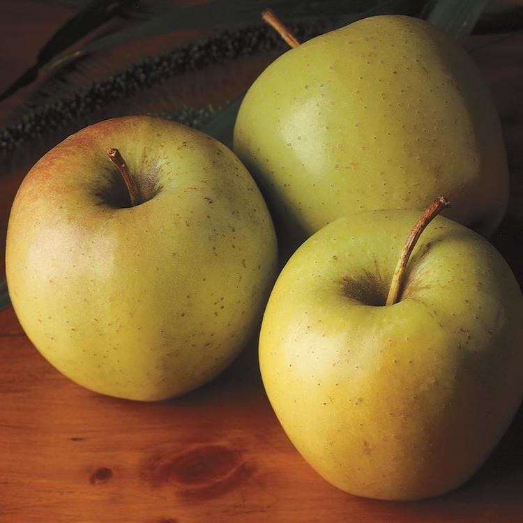 Roxbury Russet Roxbury Russet Apple Apple Trees Stark Bro39s