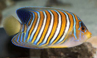 Royal angelfish animalworldcomencyclomarineangelsimagesRega