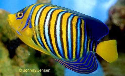 Royal angelfish Royal Angelfish Pygoplites diacanthus Tim39s Tropical Fish and